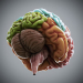 HumanBrain_05
