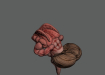 HumanBrain_10