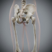 Female_Skeletal_16