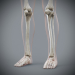 Female_Skeletal_17