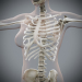 Female_Skeletal_13