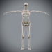 Female_Skeletal_06