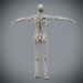 Female_Skeletal_09