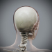 Female_Skeletal_12