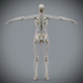 Female_Skeletal_07