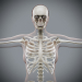 Female_Skeletal_05