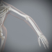 Female_Skeletal_19