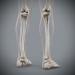 Female_Skeletal_18