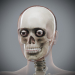 Female_Skeletal_11