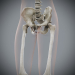Female_Skeletal_15