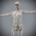 Female_Skeletal_01