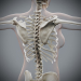 Female_Skeletal_14