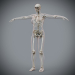 Female_Skeletal_08