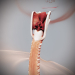 Female_Respiratory_12
