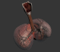 Female_Respiratory_10