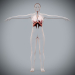 Female_Respiratory_05