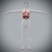 Female_Respiratory_06
