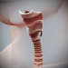 Female_Respiratory_11