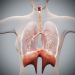 Female_Respiratory_04