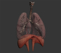 Female_Respiratory_03