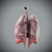 Female_Respiratory_02