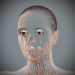 Female_Lymphatic_12
