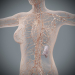 Female_Lymphatic_07