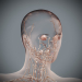 Female_Lymphatic_13