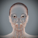 Female_Lymphatic_02