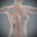Female_Lymphatic_08