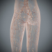 Female_Lymphatic_14