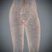 Female_Lymphatic_15