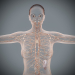 Female_Lymphatic_04