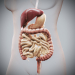Female_Digestive_03