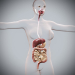 Female_Digestive_01