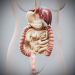 Female_Digestive_04