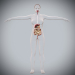 Female_Digestive_05