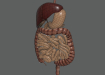 Female_Digestive_07