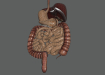 Female_Digestive_06