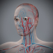 Female_Circulatory_02