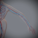 Female_Circulatory_17