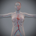 Female_Circulatory_03