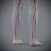 Female_Circulatory_16