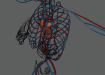 Female_Circulatory_20