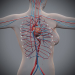 Female_Circulatory_07