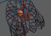 Female_Circulatory_12