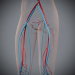 Female_Circulatory_13