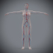 Female_Circulatory_08