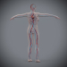 Female_Circulatory_11