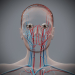 Female_Circulatory_18
